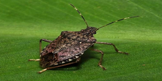 Ordu Tarım ve Orman İl Müdürlüğü’nden İlginç Yarışma