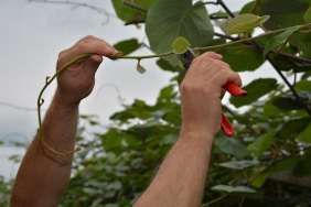 2025 KİVİ YAZ BUDAMASI