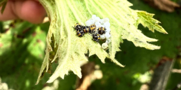 Değerli Üreticilerimiz, sahada yaptığımız kontrollerde Kahverengi Kokarca Yumurtalarından nimf ç (1)