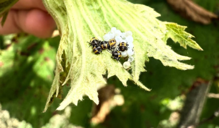 Değerli Üreticilerimiz, sahada yaptığımız kontrollerde Kahverengi Kokarca Yumurtalarından nimf ç (1)