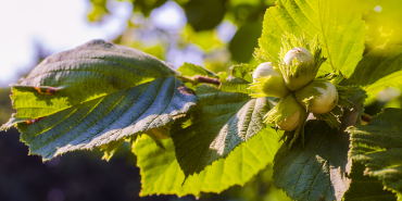 hazelnuts on a branch of hazel