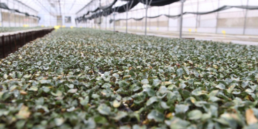 ordu-da-ilk-kez-uretildi_1113